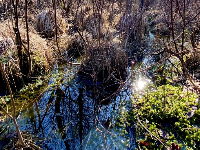 Moorvegetation. (vergrößerte Bildansicht wird geöffnet)