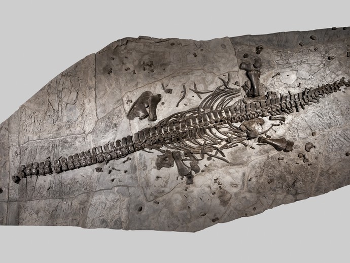 Schwimmsaurierfossil aus dem Kreis Höxter Foto:LWL/Oblonczyk (vergrößerte Bildansicht wird geöffnet)